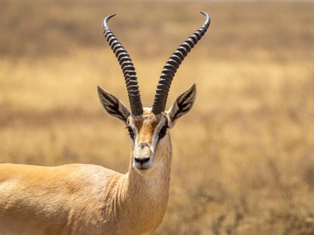 Antilope