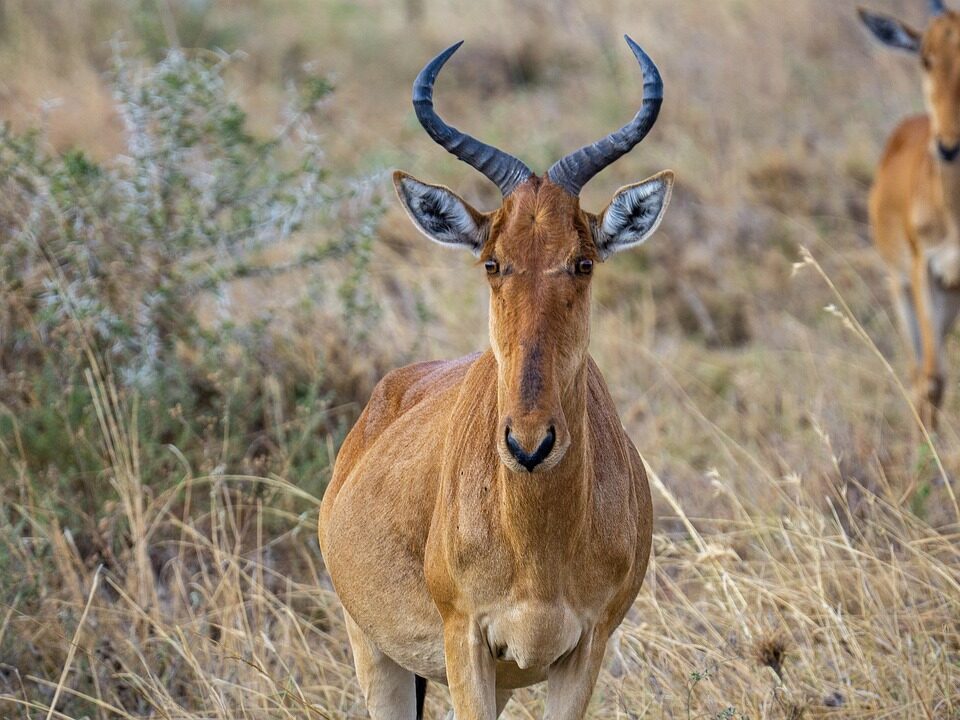 Antilope