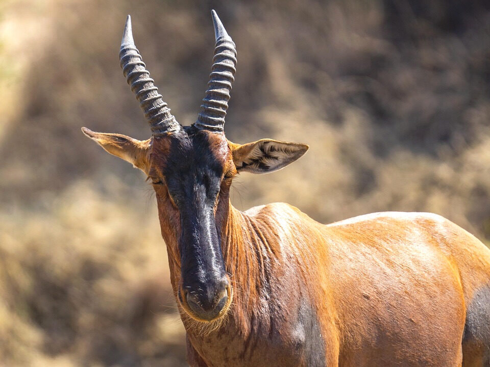 Antilope