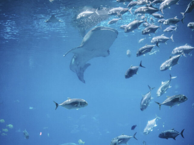 Hai im Aquarium