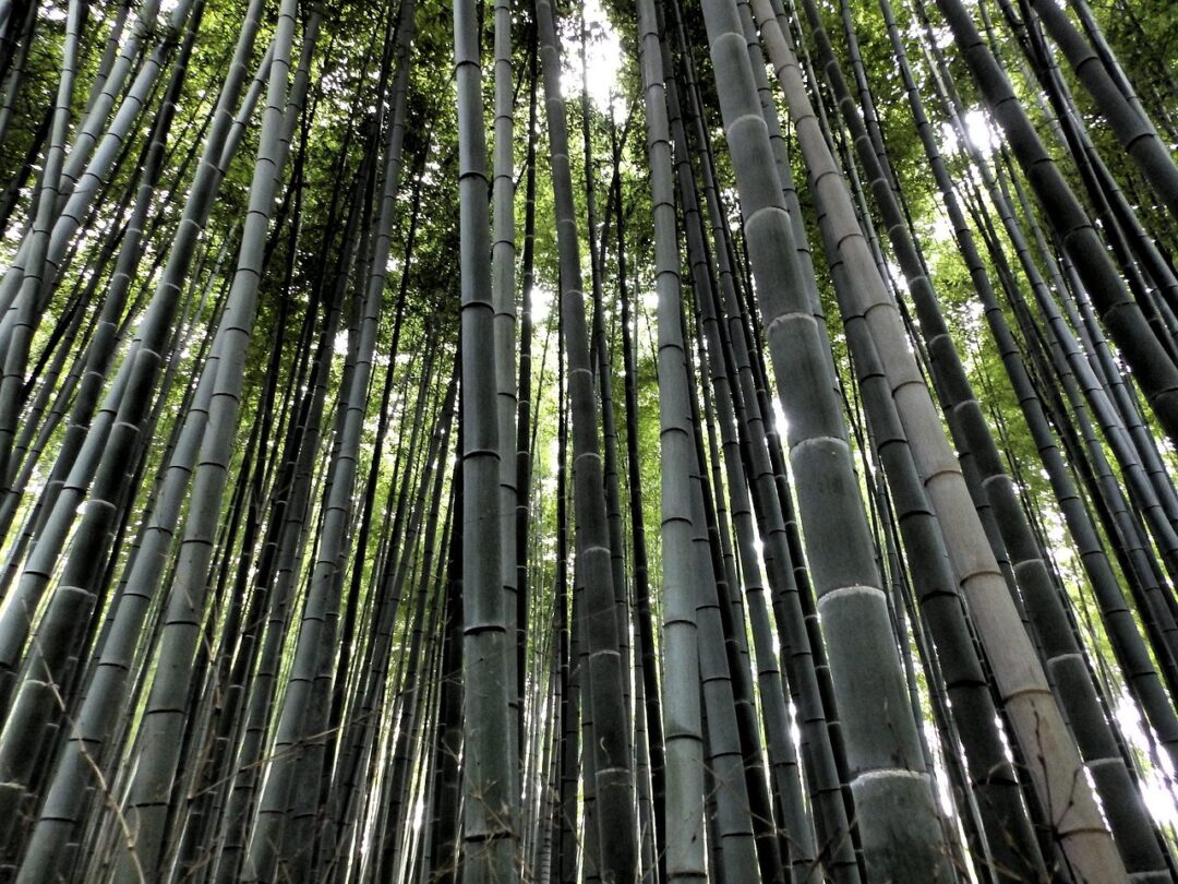 Bambuswald in Arashiyama