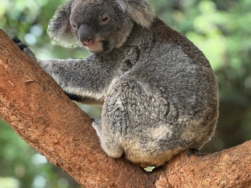 Koala