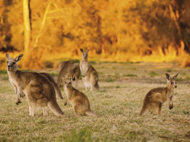 Die "Ur-Australier": Känguruhs