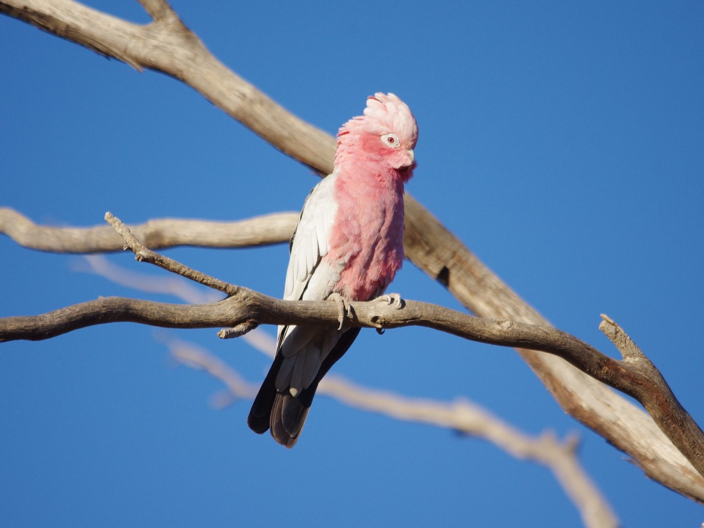 Rosa Kakadu (Quelle: Pixabay)