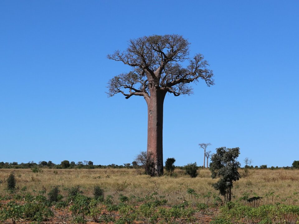 Baobab