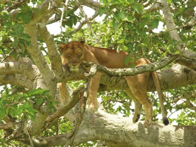 Ishasha: Schlafende Löwin im Baum