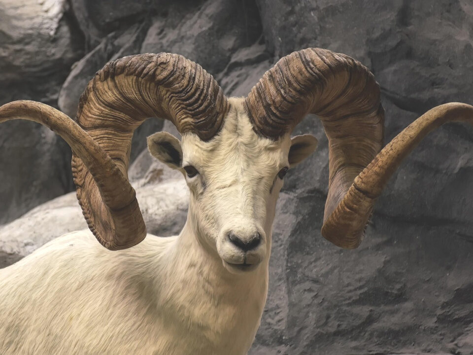 Bighorn-Schaf
