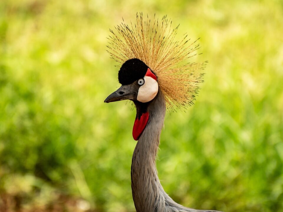 Kronenkranich, der Wappenvogel Ugandas