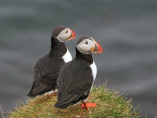 Papageientaucher