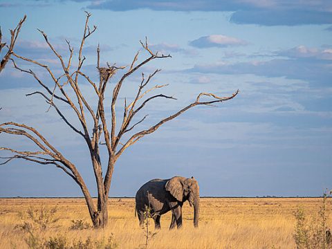 Elefant in der Savanne