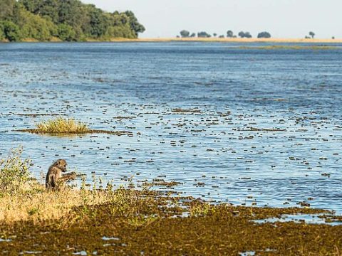 Chobe Nationalpark: Affe am Fluss