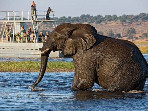 Elefant im Chobe Nationalpark