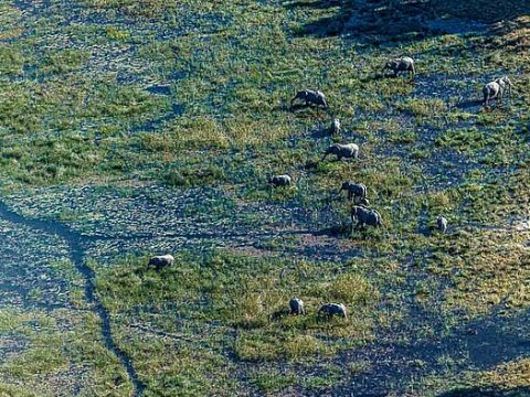 Elefantenherde im Okavango-Delta