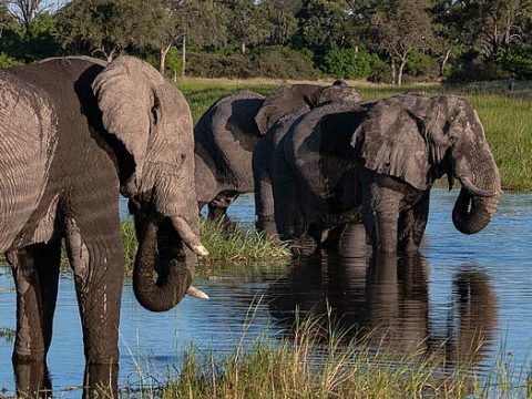 Elefanten am Fluss