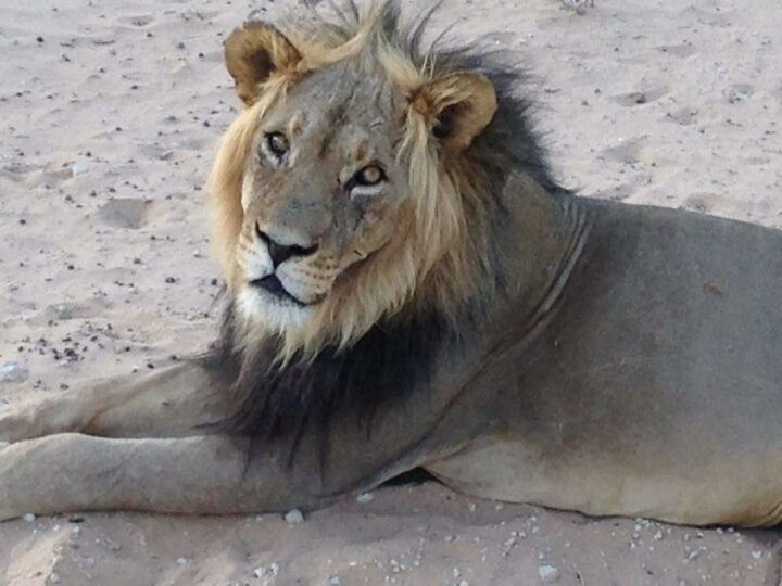Löwe im Kgalagadi-Transfrontier-Nationalpark in Botswana