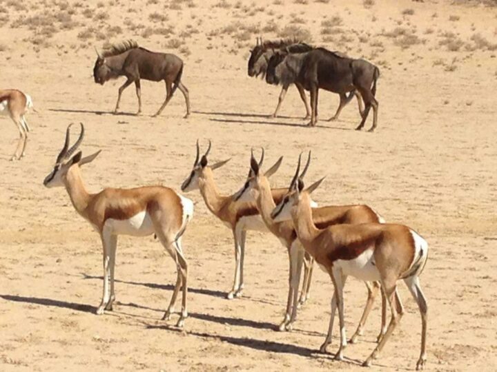 Gnus und Antilopen im Kgalagadi-Transfrontier-Nationalpark in Botswana