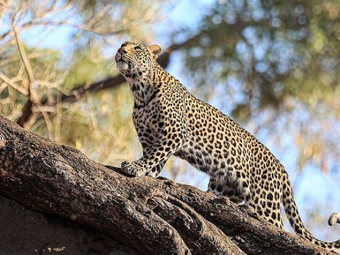 Leopard auf einem Baum