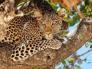 Leopard im Baum