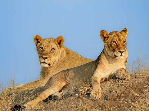 Hwange Nationalpark: Löwinnen halten Ausschau