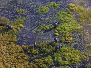 Elefanten im Okavango-Delta