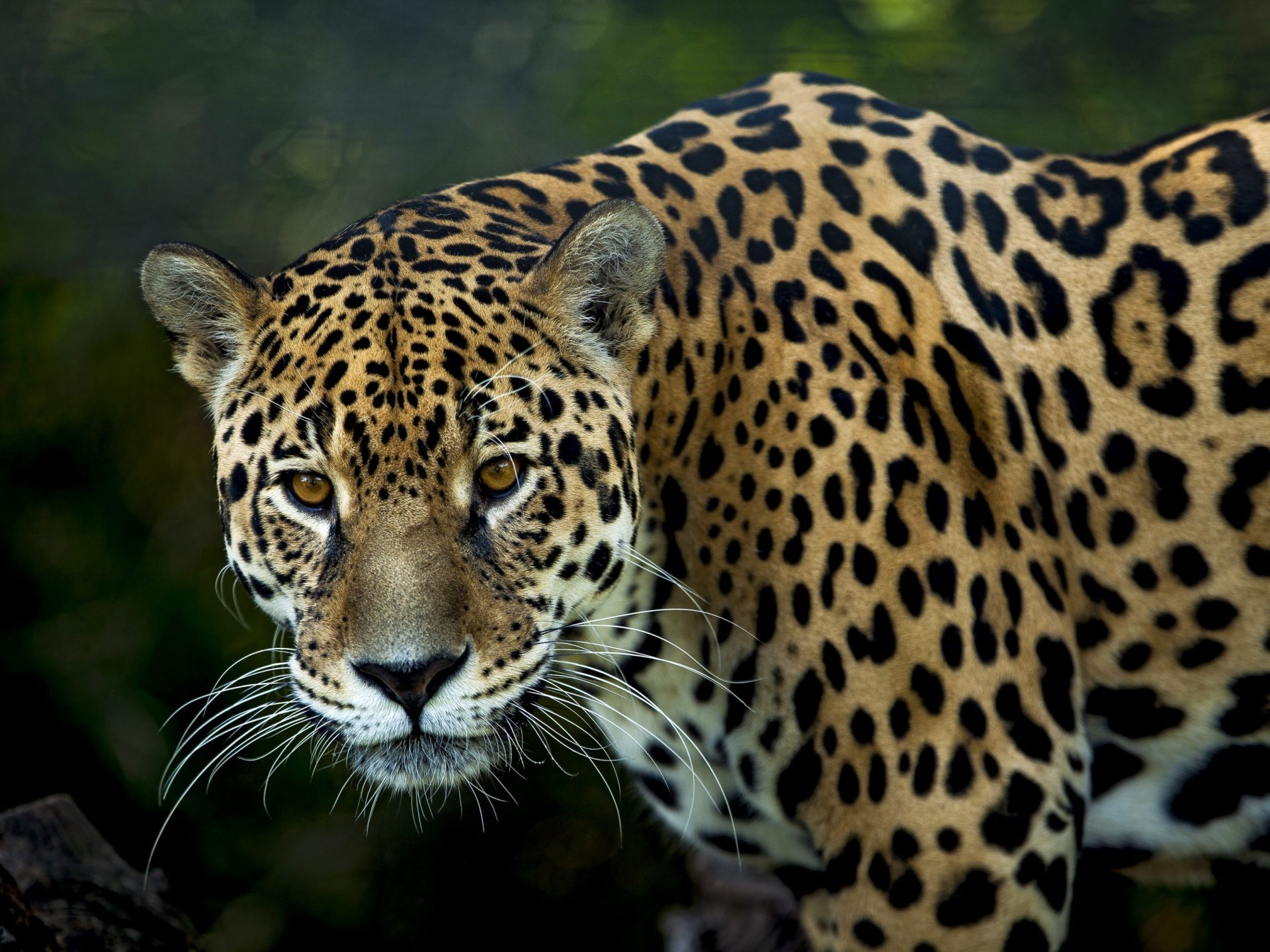 Jaguar im Pantanal