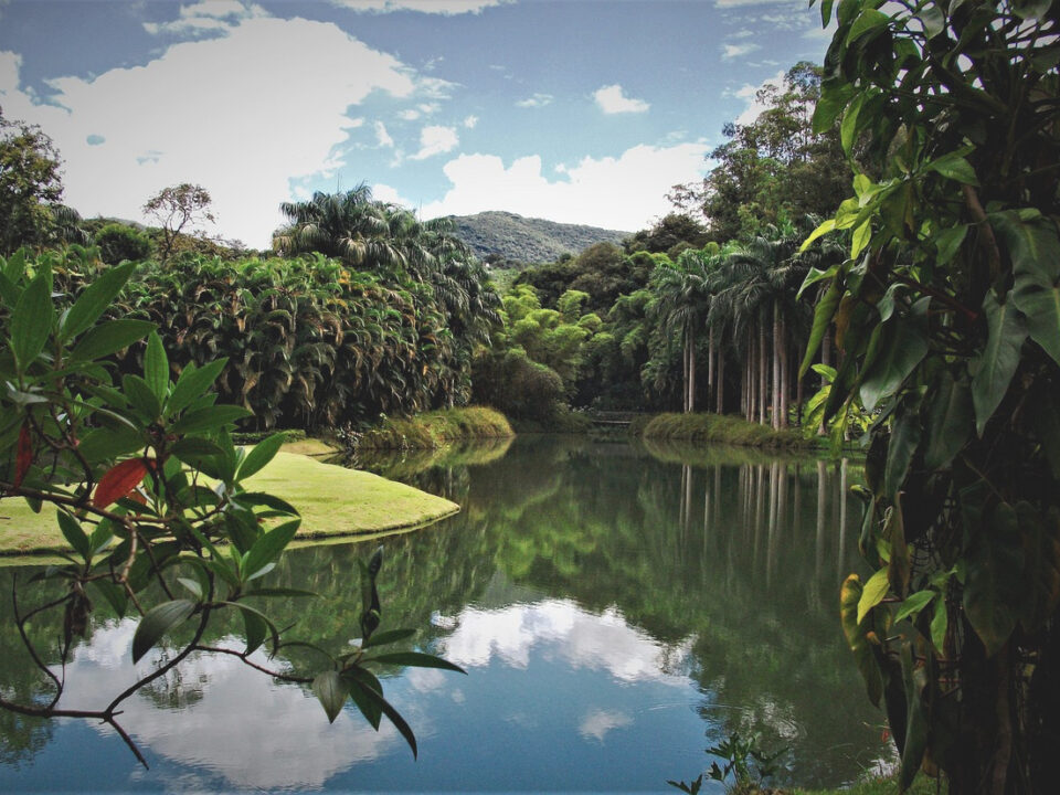Regenwald