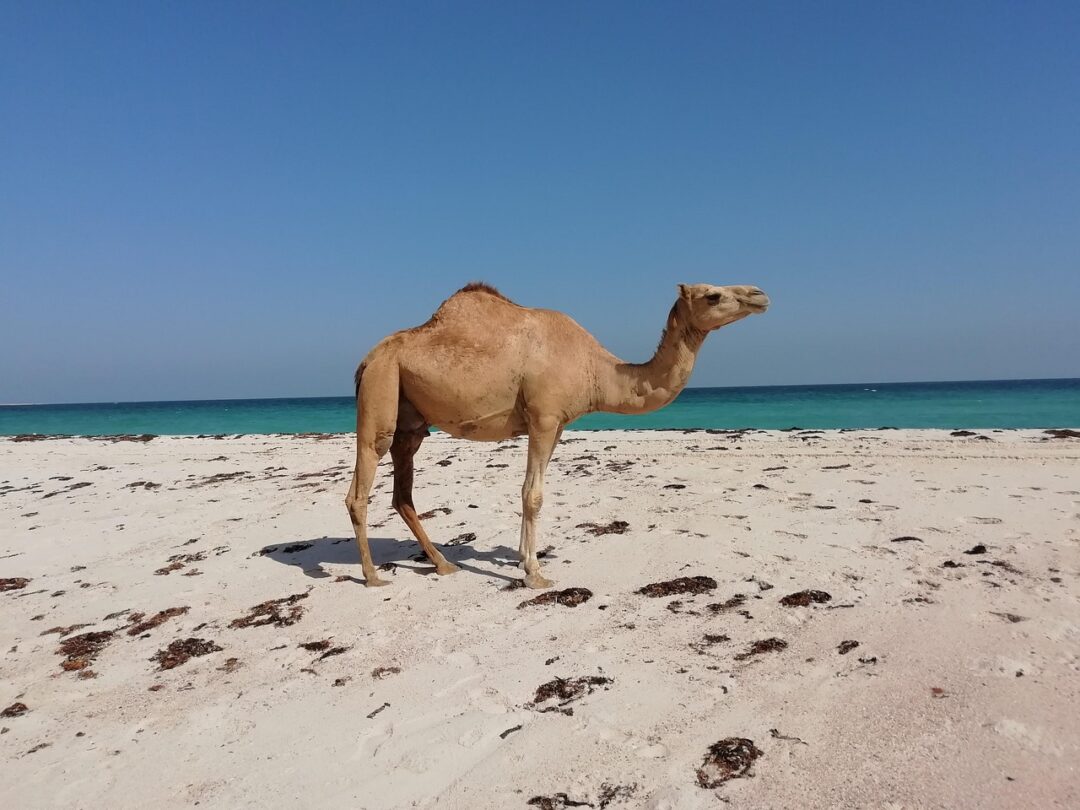 Kamel am Strand