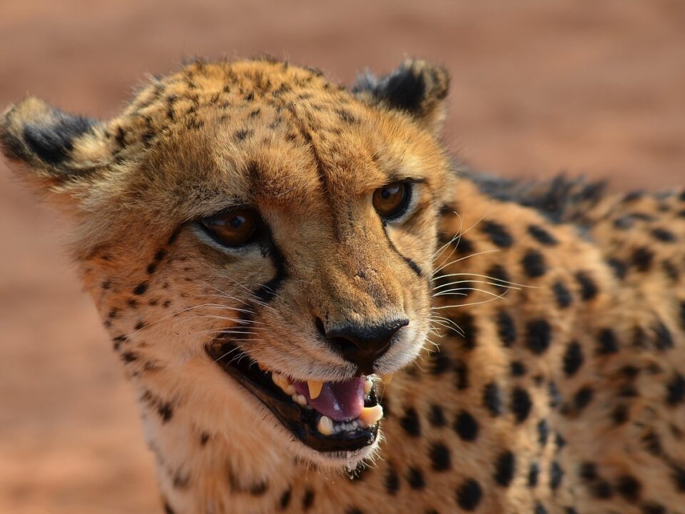 Leopard