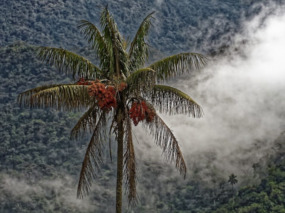 Palme im Regenwald