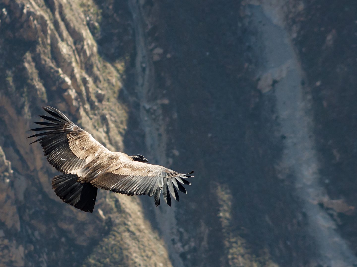 Ein stolzer Anden-Condor