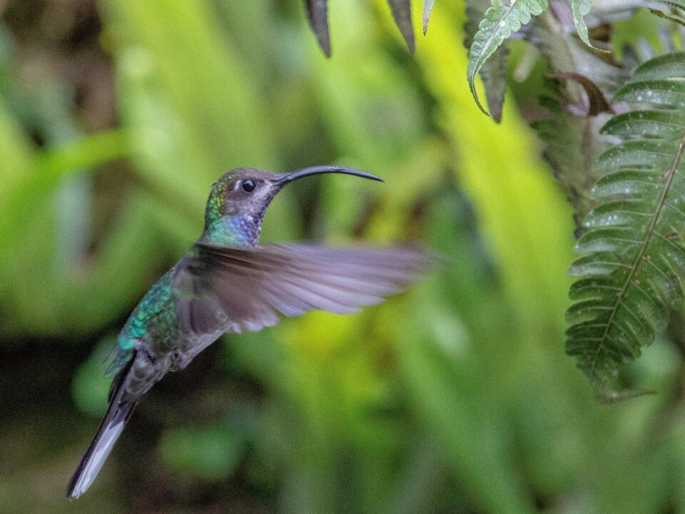 Kolibri
