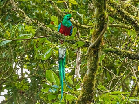 "Göttervogel" Quetzal
