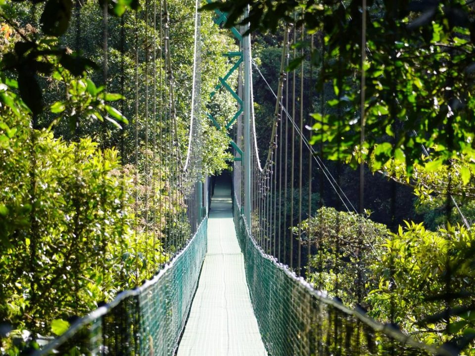 Hängebrücke im Regenwald