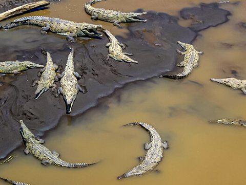 Spitzkrokodile am Río Tárcoles