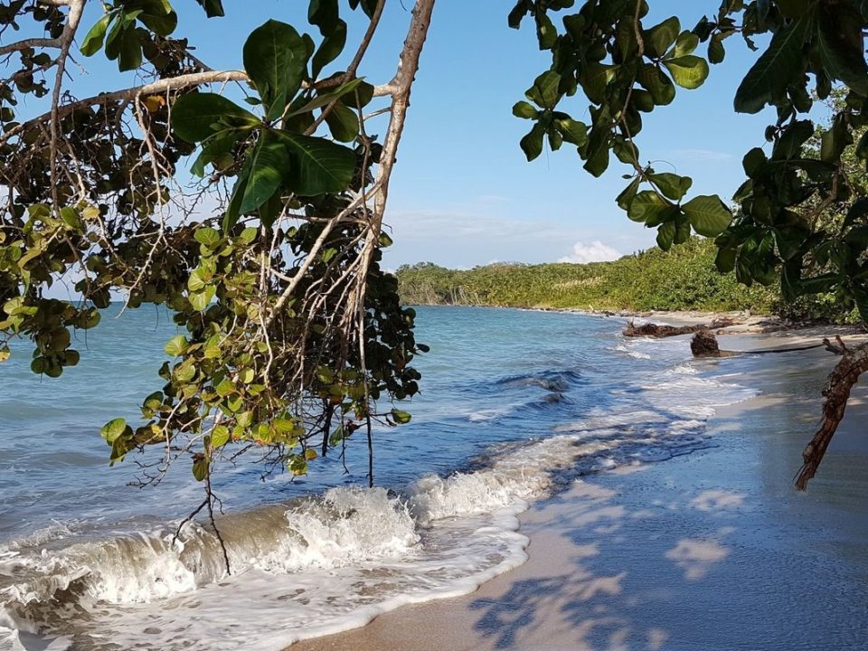 Palmen am Karibik-Strand