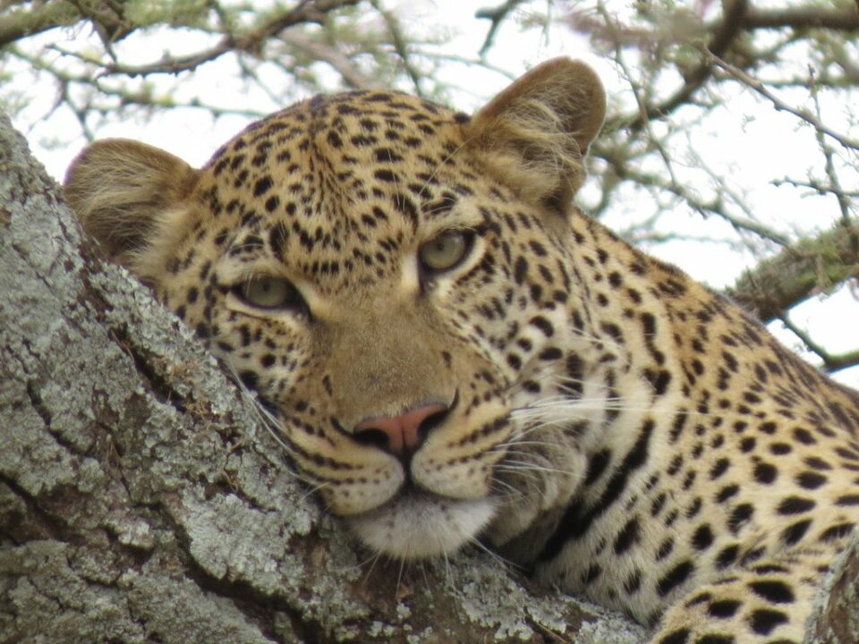 Leopard im Baum