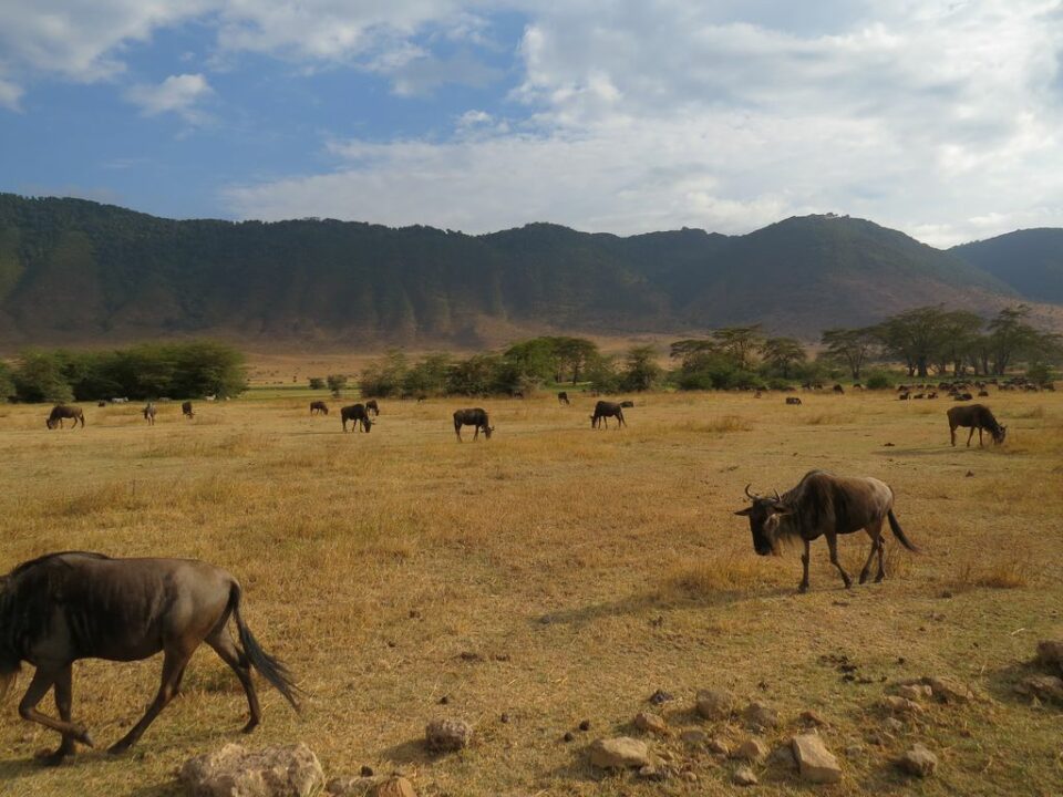 Gnus im Lake Manyara NP