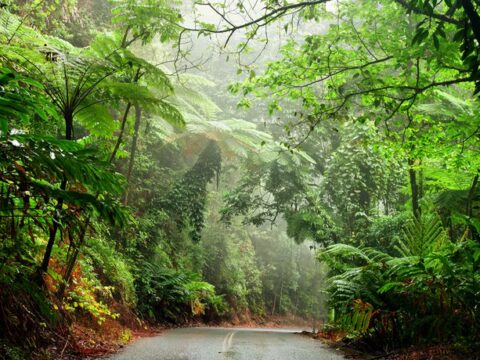 Daintree Rainforest