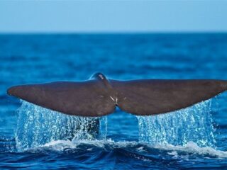 Walfluke