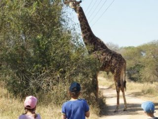 Giraffe im Makutsi Safari Camp