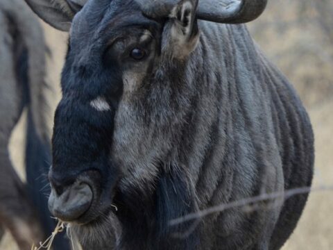 Gnu