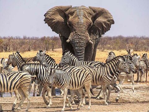 Elefant und Zebras im Chobe NP