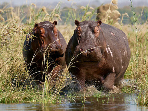 "Happy Hippos"