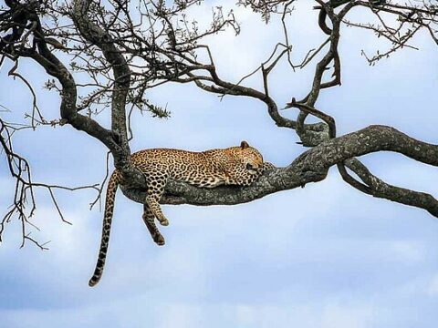 Schlafender Leopard im Baum