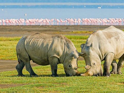 Nashörner am Nakuru-See
