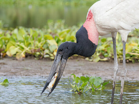 Jabiru-Storch