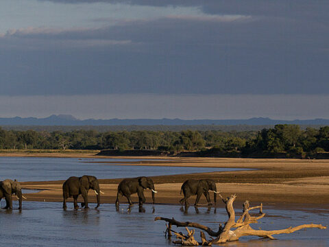 Elefanten im South Luangwa NP