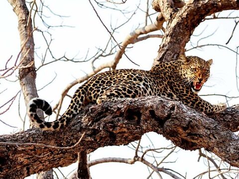Leopard auf einem Baum