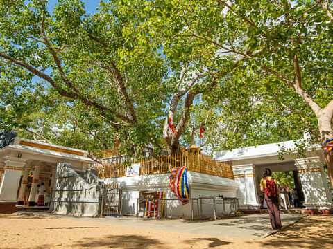 Heiliger Baum Sri Maha Bodhi