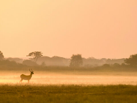 Antilope im Kafue NP